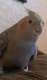Cockatiel