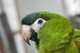 Macaw