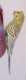 Parakeet