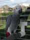 African Grey