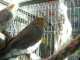 Cockatiel