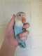 Lovebird