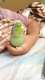 Parrotlet