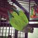 Conure