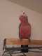 Galah Cockatoo