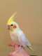 Cockatiel