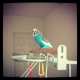Budgerigar