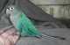 Conure