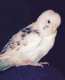 Budgerigar