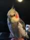 Cockatiel