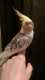 Cockatiel