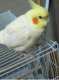 Cockatiel