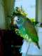 Pionus