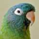 Conure