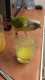 Conure
