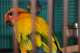Conure