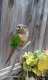 Conure
