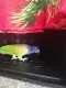 Pionus