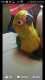 Conure