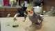 Cockatiel
