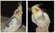 Cockatiel