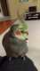 Cockatiel