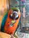 Macaw