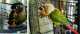 Conure