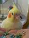 Cockatiel