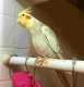 Cockatiel