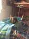 Conure