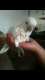 Cockatoo