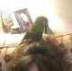 Macaw