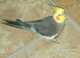Cockatiel