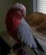 Cockatoo