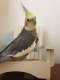 Cockatiel