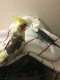 Parakeet