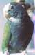 Pionus