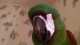 Macaw