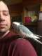 Cockatiel
