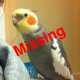 Cockatiel