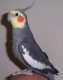 Cockatiel