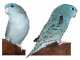 Lineolated Parakeet