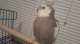 Cockatiel