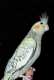 Cockatiel