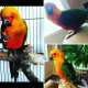 Conure