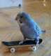Parakeet