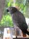 African Grey