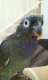 Pionus