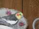 Cockatiel